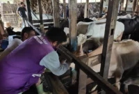 Tim Keswan Distan Padang melakukan pengecekan kesehatan hewan kurban di Kelurahan Tabing Banda Gadang, Kecamatan Nanggalo, Kamis (7/5/2026). (Foto: Distan Padang)