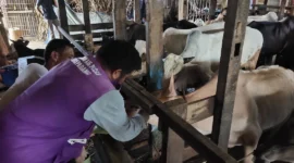 Tim Keswan Distan Padang melakukan pengecekan kesehatan hewan kurban di Kelurahan Tabing Banda Gadang, Kecamatan Nanggalo, Kamis (7/5/2026). (Foto: Distan Padang)