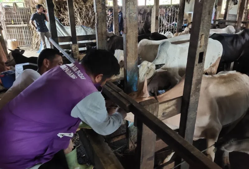 Tim Keswan Distan Padang melakukan pengecekan kesehatan hewan kurban di Kelurahan Tabing Banda Gadang, Kecamatan Nanggalo, Kamis (7/5/2026). (Foto: Distan Padang)