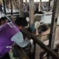 Tim Keswan Distan Padang melakukan pengecekan kesehatan hewan kurban di Kelurahan Tabing Banda Gadang, Kecamatan Nanggalo, Kamis (7/5/2026). (Foto: Distan Padang)
