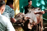Pemkab Solsel salurkan 47 ekor sapi dan 3 ekor kambing pada momentum Hari Raya Iduladha 1447 Hijriah, Rabu (27/5/2026). (Foto: Humas Pemkab Solsel)