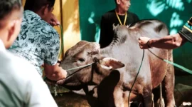 Pemkab Solsel salurkan 47 ekor sapi dan 3 ekor kambing pada momentum Hari Raya Iduladha 1447 Hijriah, Rabu (27/5/2026). (Foto: Humas Pemkab Solsel)