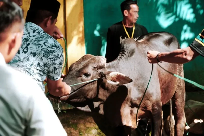 Pemkab Solsel salurkan 47 ekor sapi dan 3 ekor kambing pada momentum Hari Raya Iduladha 1447 Hijriah, Rabu (27/5/2026). (Foto: Humas Pemkab Solsel)