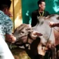 Pemkab Solsel salurkan 47 ekor sapi dan 3 ekor kambing pada momentum Hari Raya Iduladha 1447 Hijriah, Rabu (27/5/2026). (Foto: Humas Pemkab Solsel)