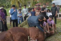 Wakil Wali Kota Padang, Maigus Nasir menyaksikan penyembelihan sapi kurban bantuan Presiden Prabowo di kawasan PLTA Kuranji Batu Busuk, Kelurahan Lambung Bukit, Kecamatan Pauh, Kamis (28/5/2026). (Foto: Pemko Padang)