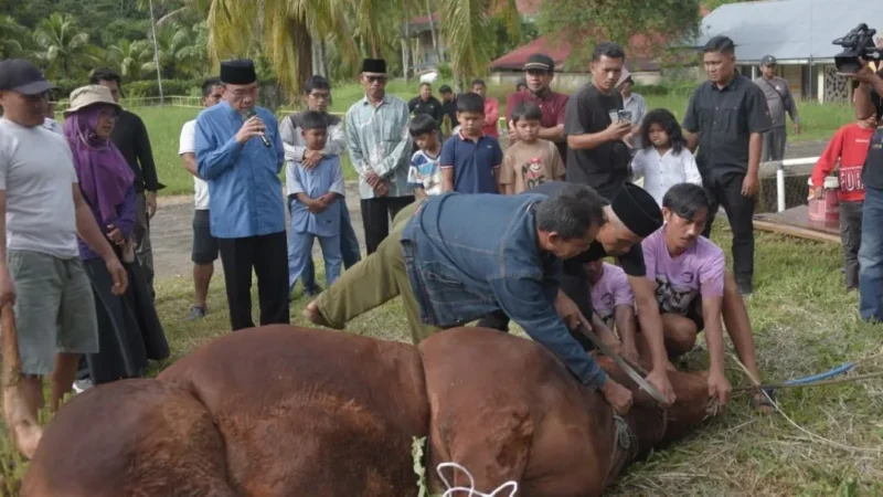 Wakil Wali Kota Padang, Maigus Nasir menyaksikan penyembelihan sapi kurban bantuan Presiden Prabowo di kawasan PLTA Kuranji Batu Busuk, Kelurahan Lambung Bukit, Kecamatan Pauh, Kamis (28/5/2026). (Foto: Pemko Padang)