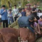 Wakil Wali Kota Padang, Maigus Nasir menyaksikan penyembelihan sapi kurban bantuan Presiden Prabowo di kawasan PLTA Kuranji Batu Busuk, Kelurahan Lambung Bukit, Kecamatan Pauh, Kamis (28/5/2026). (Foto: Pemko Padang)