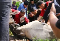 Wakil Wali Kota Padang Maigus melakukan penyembelihan hewan kurban di Kantor Kwarda Gerakan Pramuka Sumbar, Kamis (27/5/2026). (Foto: Pemko Padang)