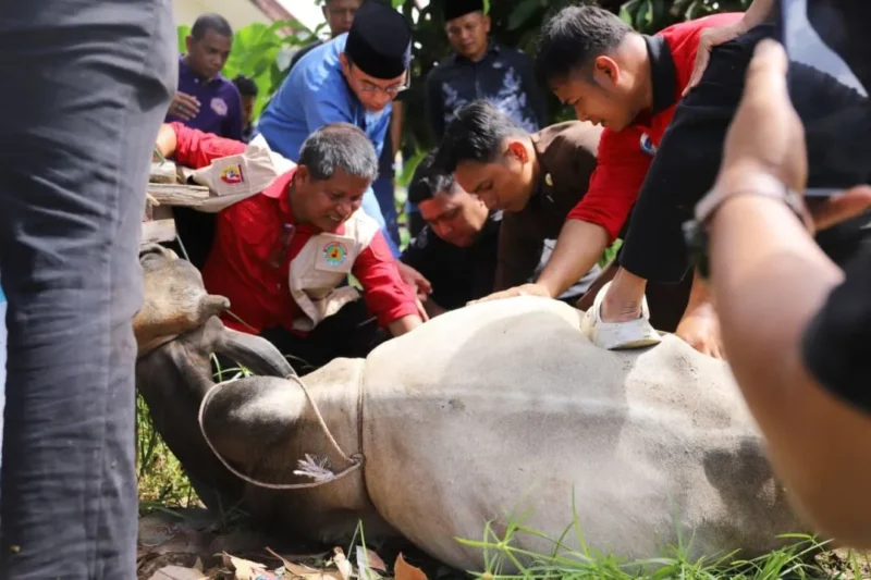 Wakil Wali Kota Padang Maigus melakukan penyembelihan hewan kurban di Kantor Kwarda Gerakan Pramuka Sumbar, Kamis (27/5/2026). (Foto: Pemko Padang)