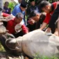 Wakil Wali Kota Padang Maigus melakukan penyembelihan hewan kurban di Kantor Kwarda Gerakan Pramuka Sumbar, Kamis (27/5/2026). (Foto: Pemko Padang)