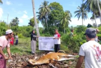 Suasana penyembelihan hewan kurban di Kabupaten Kepulauan Mentawai. (Foto: ADPSB)