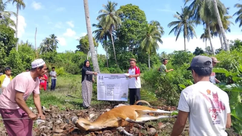 Suasana penyembelihan hewan kurban di Kabupaten Kepulauan Mentawai. (Foto: ADPSB)