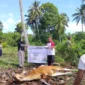 Suasana penyembelihan hewan kurban di Kabupaten Kepulauan Mentawai. (Foto: ADPSB)