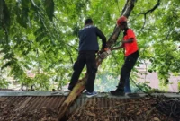 Tim Rescue Penanggulangan Bencana (PB) BPBD Padang mengevakuasi pohon tumbang yang menimpa warung di Alai Parak Kopi, Sabtu (16/5/2026). (Foto: BPBD Padang)