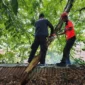 Tim Rescue Penanggulangan Bencana (PB) BPBD Padang mengevakuasi pohon tumbang yang menimpa warung di Alai Parak Kopi, Sabtu (16/5/2026). (Foto: BPBD Padang)