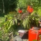 Personil TRC PB BPBD Padang membersihkan material pohon tumbang yang menimpa musala di Jalan Sutan Syahrir, Kelurahan Mata Air, Kecamatan Padang Selatan, Kota Padang, Kamis (21/5/2026). (Foto: BPBD Padang)