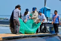 Presiden Prabowo Subianto melaksanakan panen raya udang di kawasan tambak Budi Daya Udang BUBKKebumen, Jawa Tengah, Sabtu (23/5/2026). (Foto: BPMI Setpres)