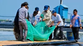 Presiden Prabowo Subianto melaksanakan panen raya udang di kawasan tambak Budi Daya Udang BUBKKebumen, Jawa Tengah, Sabtu (23/5/2026). (Foto: BPMI Setpres)