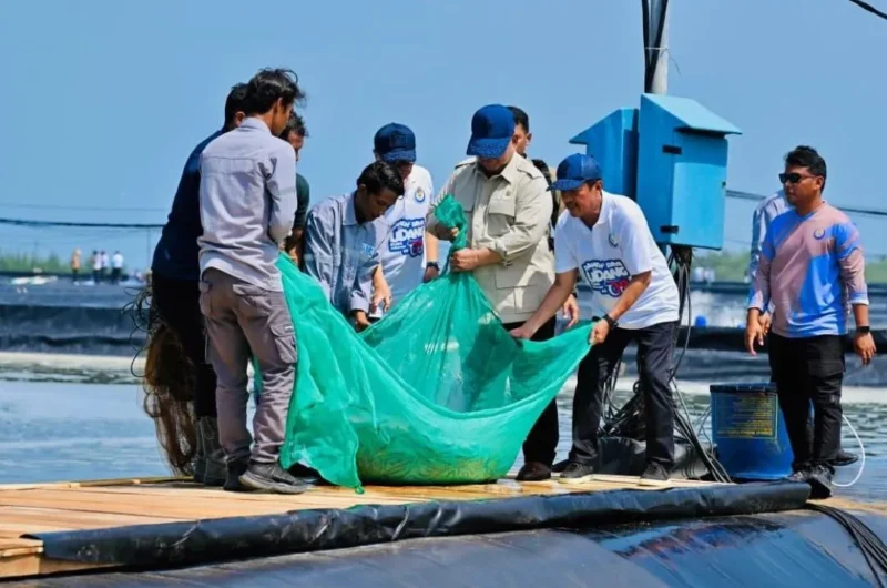 Presiden Prabowo Subianto melaksanakan panen raya udang di kawasan tambak Budi Daya Udang BUBKKebumen, Jawa Tengah, Sabtu (23/5/2026). (Foto: BPMI Setpres)