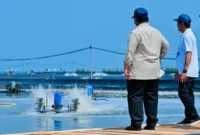 Presiden Prabowo Subianto saat melaksanakan panen raya udang dan meninjau kegiatan sortir hasil panen di kawasan BUBK di Kebumen, Sabtu (23/5/2026). (Foto: BPMI Setpres)