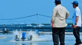 Presiden Prabowo Subianto saat melaksanakan panen raya udang dan meninjau kegiatan sortir hasil panen di kawasan BUBK di Kebumen, Sabtu (23/5/2026). (Foto: BPMI Setpres)