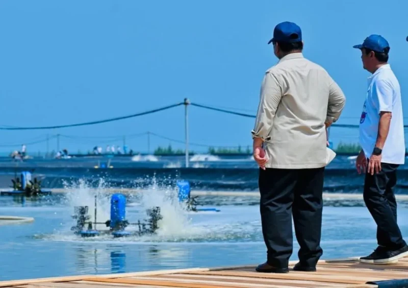 Presiden Prabowo Subianto saat melaksanakan panen raya udang dan meninjau kegiatan sortir hasil panen di kawasan BUBK di Kebumen, Sabtu (23/5/2026). (Foto: BPMI Setpres)