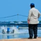 Presiden Prabowo Subianto saat melaksanakan panen raya udang dan meninjau kegiatan sortir hasil panen di kawasan BUBK di Kebumen, Sabtu (23/5/2026). (Foto: BPMI Setpres)