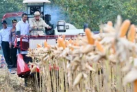 Presiden Prabowo Subianto Panen Raya Jagung Serentak Kuartal II Tahun 2026 di Kabupaten Tuban, Sabtu (16/5/2026). (Foto: BPMI Setpres)