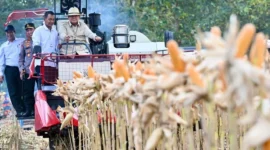 Presiden Prabowo Subianto Panen Raya Jagung Serentak Kuartal II Tahun 2026 di Kabupaten Tuban, Sabtu (16/5/2026). (Foto: BPMI Setpres)