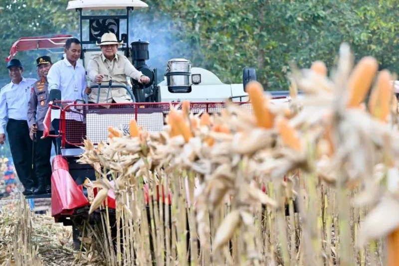 Presiden Prabowo Subianto Panen Raya Jagung Serentak Kuartal II Tahun 2026 di Kabupaten Tuban, Sabtu (16/5/2026). (Foto: BPMI Setpres)