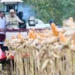 Presiden Prabowo Subianto Panen Raya Jagung Serentak Kuartal II Tahun 2026 di Kabupaten Tuban, Sabtu (16/5/2026). (Foto: BPMI Setpres)