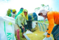 BPS mencatat kinerja produksi padi dan beras Semester I 2026 cenderung stabil dan meningkat dibanding periode sama tahun lalu. (Foto: Kementan)