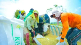 BPS mencatat kinerja produksi padi dan beras Semester I 2026 cenderung stabil dan meningkat dibanding periode sama tahun lalu. (Foto: Kementan)