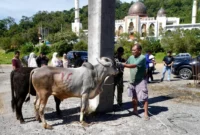 Pelaksanaan penyembelihan hewan kurban di kawasan Islamic Centre Padang Panjang, Rabu (27/5/2026). (Foto: Kominfo Padang Panjang)