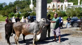 Pelaksanaan penyembelihan hewan kurban di kawasan Islamic Centre Padang Panjang, Rabu (27/5/2026). (Foto: Kominfo Padang Panjang)