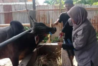 Pemko Padang kembali gunakan sistem barcode untuk distribusi daging kurban ASN. (Foto: FB Diskominfo Padang)