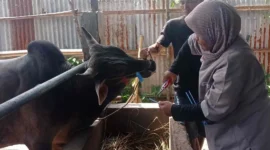 Pemko Padang kembali gunakan sistem barcode untuk distribusi daging kurban ASN. (Foto: FB Diskominfo Padang)