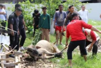 Suasana penyembelihan hewan kurban di Padang, Kamis, 27 Mei 2026. (Foto: Pemko Padang)