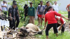 Suasana penyembelihan hewan kurban di Padang, Kamis, 27 Mei 2026. (Foto: Pemko Padang)
