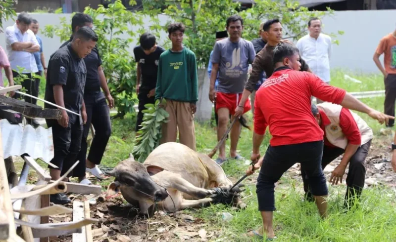 Suasana penyembelihan hewan kurban di Padang, Kamis, 27 Mei 2026. (Foto: Pemko Padang)
