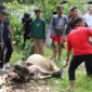 Suasana penyembelihan hewan kurban di Padang, Kamis, 27 Mei 2026. (Foto: Pemko Padang)