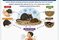 Kemenkes RI terus meningkatkan kewaspadaan terhadap penyakit virus Hanta. (Foto: Kemenkes)