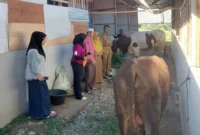 Warga Huntara Mandiri, Kelurahan Kapalo Koto, Kecamatan Pauh menerima bantuan lima ekor sapi kurban dari sejumlah donatur. (Foto: Diskominfo Padang)