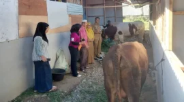 Warga Huntara Mandiri, Kelurahan Kapalo Koto, Kecamatan Pauh menerima bantuan lima ekor sapi kurban dari sejumlah donatur. (Foto: Diskominfo Padang)