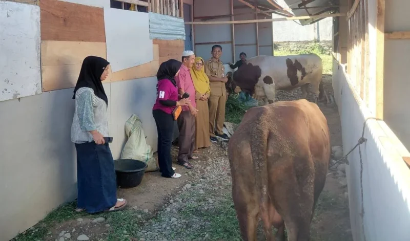 Warga Huntara Mandiri, Kelurahan Kapalo Koto, Kecamatan Pauh menerima bantuan lima ekor sapi kurban dari sejumlah donatur. (Foto: Diskominfo Padang)