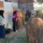 Warga Huntara Mandiri, Kelurahan Kapalo Koto, Kecamatan Pauh menerima bantuan lima ekor sapi kurban dari sejumlah donatur. (Foto: Diskominfo Padang)