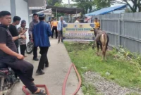 Warga Huntara Lubuk Buaya Padang menerima bantuan tiga sapi kurban. (Foto: Diskominfo Padang)