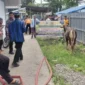 Warga Huntara Lubuk Buaya Padang menerima bantuan tiga sapi kurban. (Foto: Diskominfo Padang)