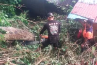 Tim BPBD Padang mengevakuasi pohon tumbang yang menimpa rumah warga di RT 02 RW 02 Gates, Lubuk Begalung, Selasa (16/6/2026). (Foto: BPBD Padang)