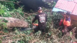 Tim BPBD Padang mengevakuasi pohon tumbang yang menimpa rumah warga di RT 02 RW 02 Gates, Lubuk Begalung, Selasa (16/6/2026). (Foto: BPBD Padang)